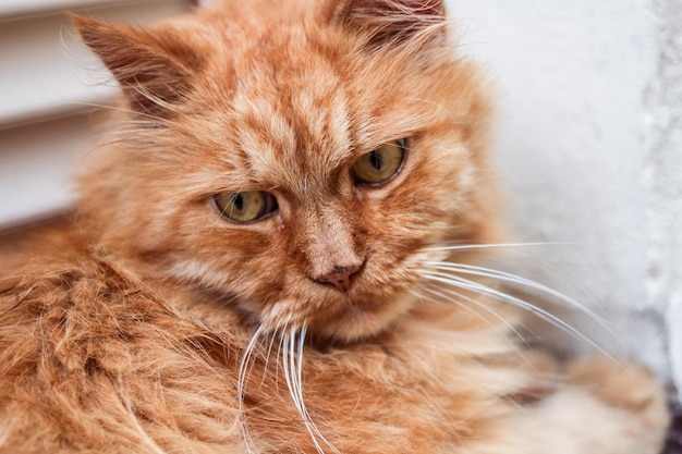 Portret van een kat