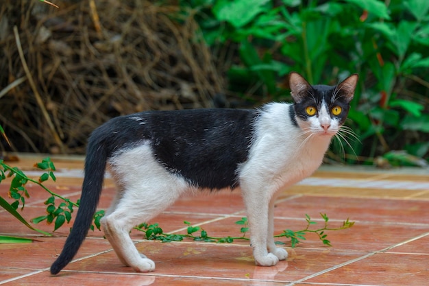 Foto portret van een kat