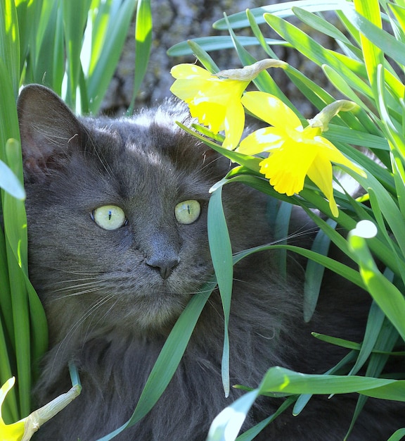 Foto portret van een kat