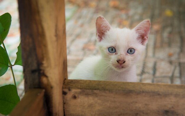 Foto portret van een kat