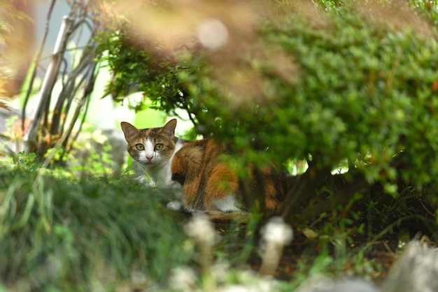 Portret van een kat