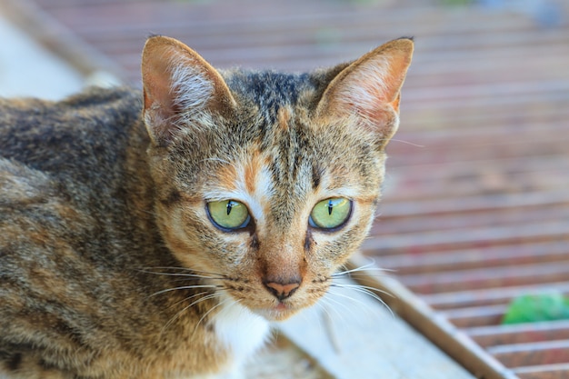 Portret van een kat