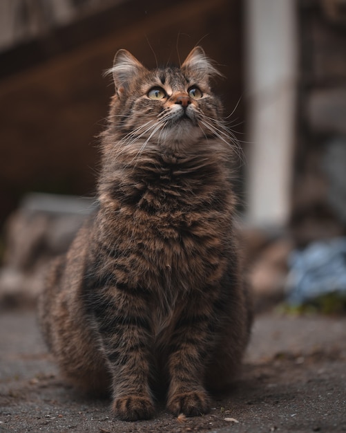 Foto portret van een kat