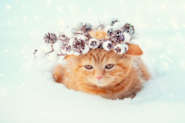 Portret van een kitten met een kerstkrans Kat die in de winter in de sneeuw loopt
