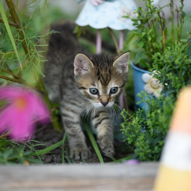 Foto portret van een kitten op het veld