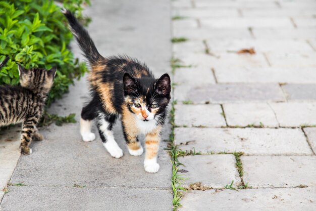 Foto portret van een kitten op het voetpad