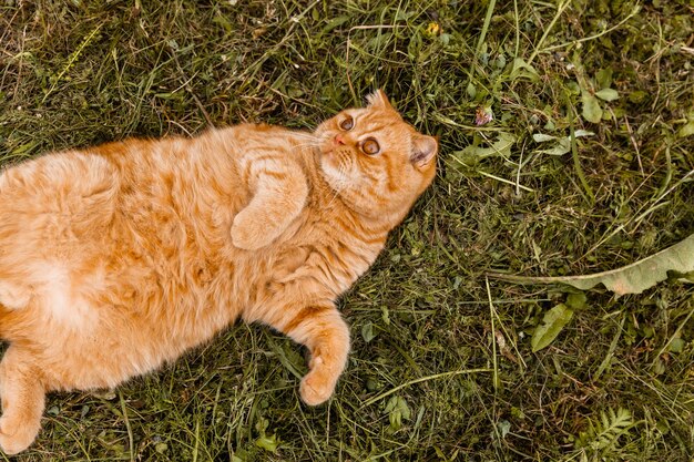Portret van een klein gember Brits katje met. De kat loopt in de tuin. Britse rode kat 5 maanden oud.