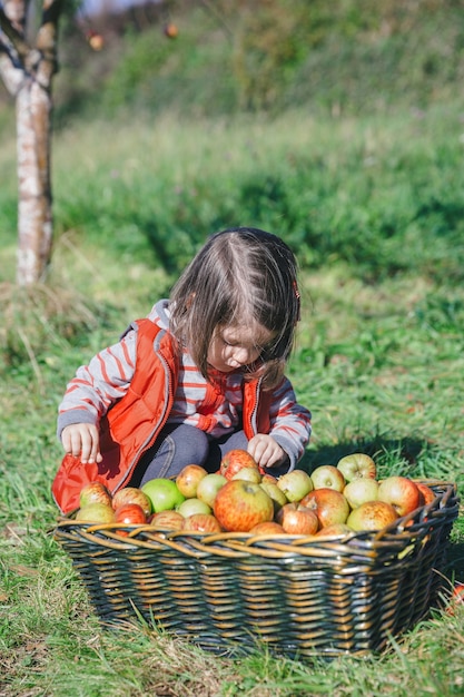 Portret van een klein meisje op zoek naar verse biologische appels in een rieten mand met oogst. Natuur en kindertijd concept.