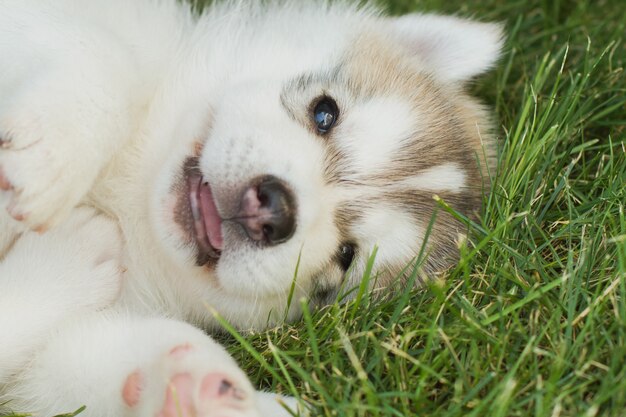 Portret van een klein schor hondpuppy.