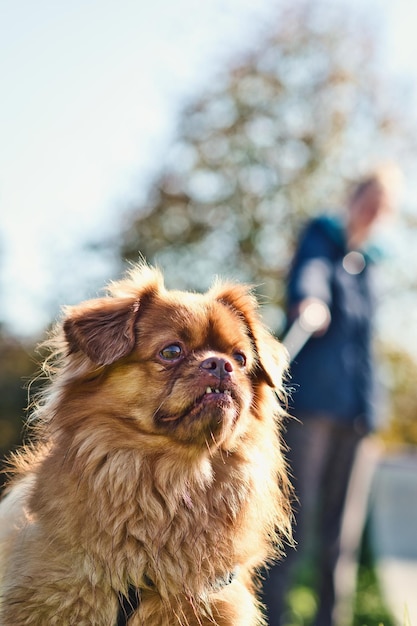 Portret van een kleine bruine hond