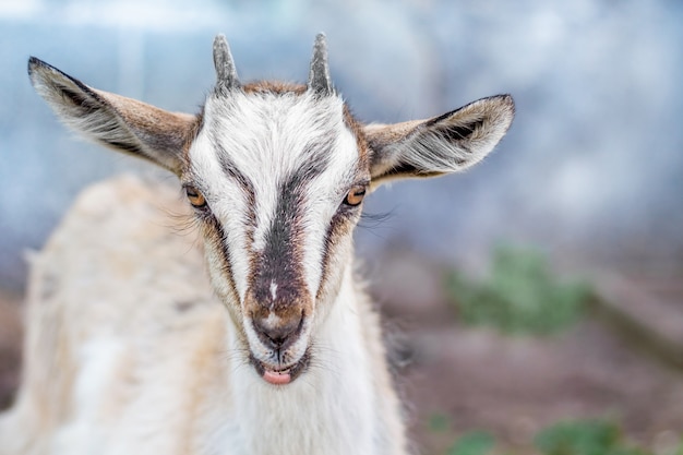 Portret van een kleine geit in de boerderijen op een onscherpe achtergrond close-up