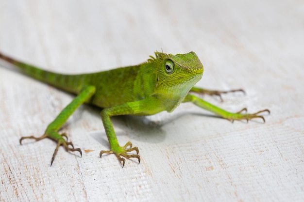 Portret van een kleine groene leguaan in profiel op tropisch eiland Bali Indonesië Close-up macro