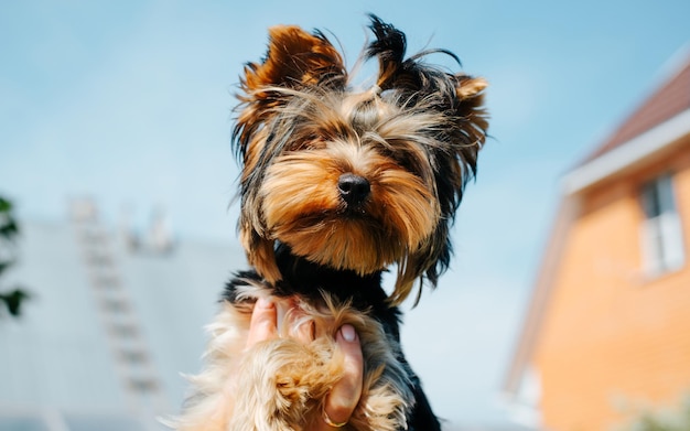 Portret van een kleine hond Yorkshire Terriër buitenshuis De opgewekte gastvrouw toont haar schattige huisdier volbloed dier kijkt in de camera