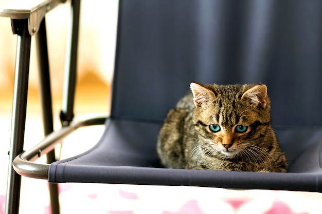 Portret van een kleine kat met blauwe ogen