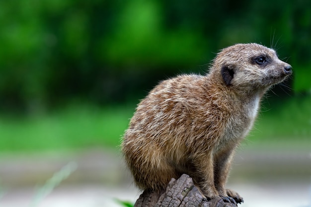 Portret van een kleine meerkat uit de mangoestfamilie