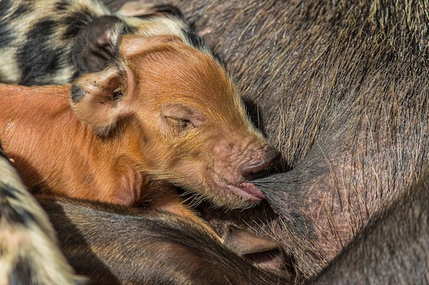 Foto portret van een kleine pasgeboren rode biggetje zuigt op de mamma