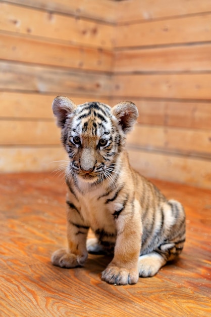 Foto portret van een kleine tijgerwelp jaar van de tijger foto van hoge kwaliteit