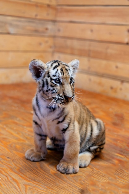 Foto portret van een kleine tijgerwelp jaar van de tijger foto van hoge kwaliteit