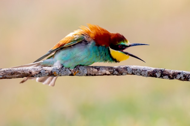 Portret van een kleurrijke boze vogel