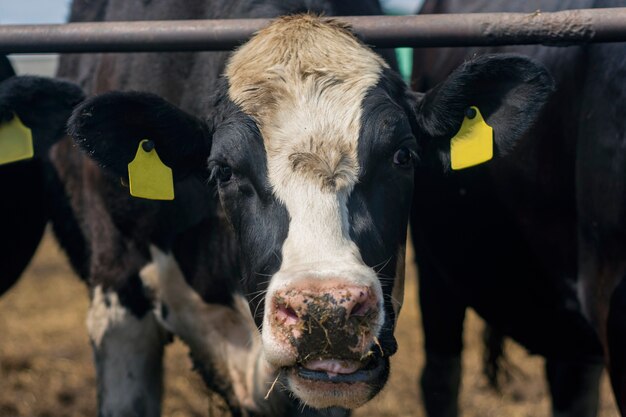 Portret van een koe die hooi eet op de achtergrond van de boerderij.