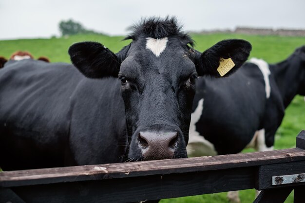 Portret van een koe die op het veld staat