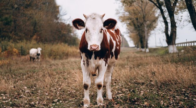 Portret van een koe in een open plek volbloed stier van de boerderij