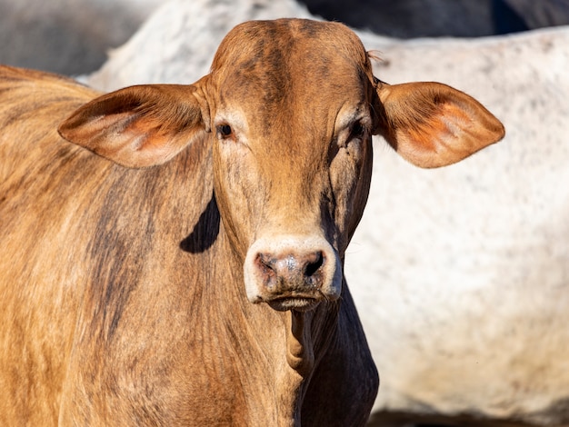 Portret van een koe in zonnige dag