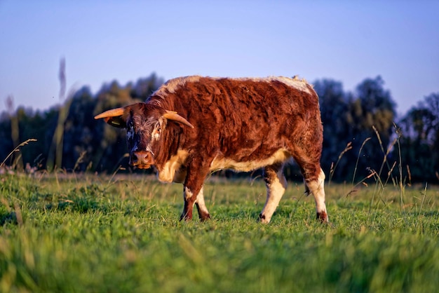 Foto portret van een koe op het veld