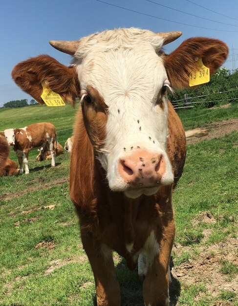 Foto portret van een koe op het veld