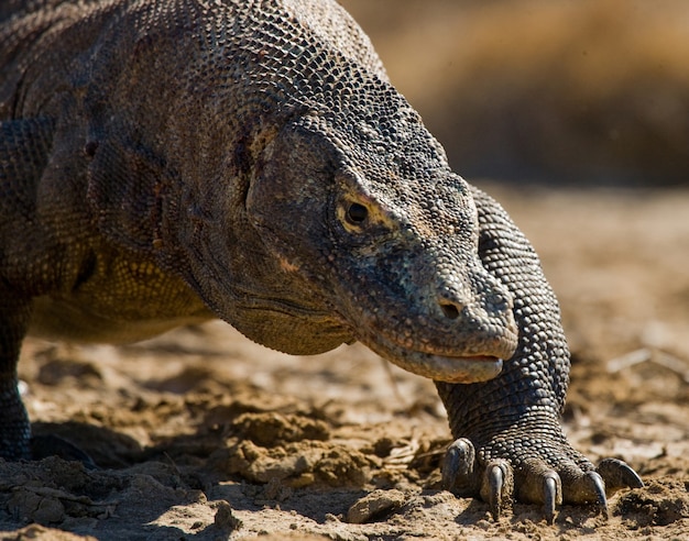 Portret van een Komodovaraan. Detailopname. Indonesië. Komodo Nationaal Park.