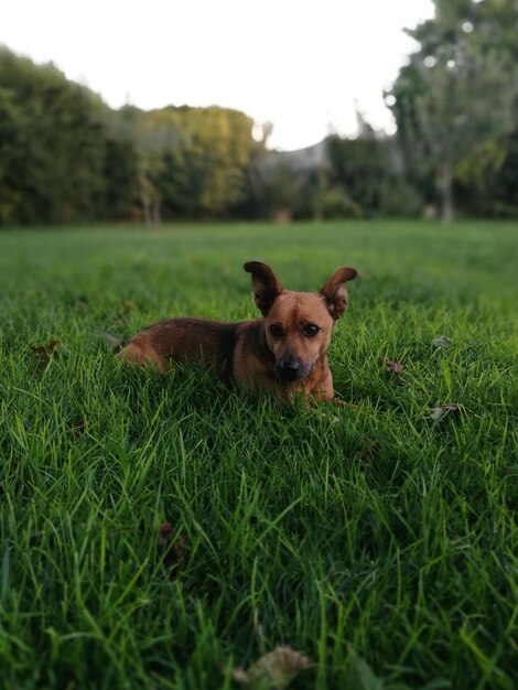 Portret van een konijn op het veld