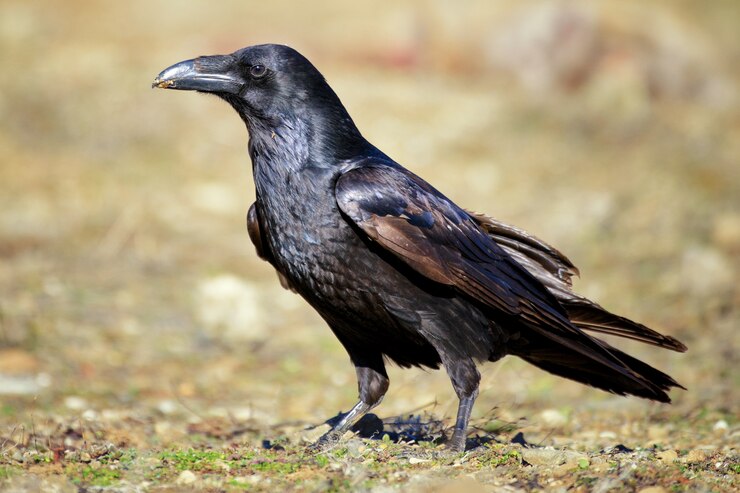 Portret van een kraai (Corvus corax).