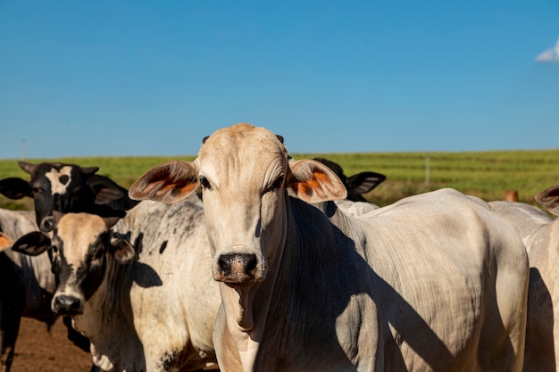 Portret van een kruising ossen van het Angus-ras met nellore