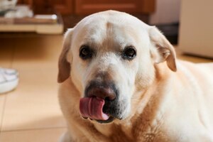 Portret van een labrador die zijn tong uitsteekt
