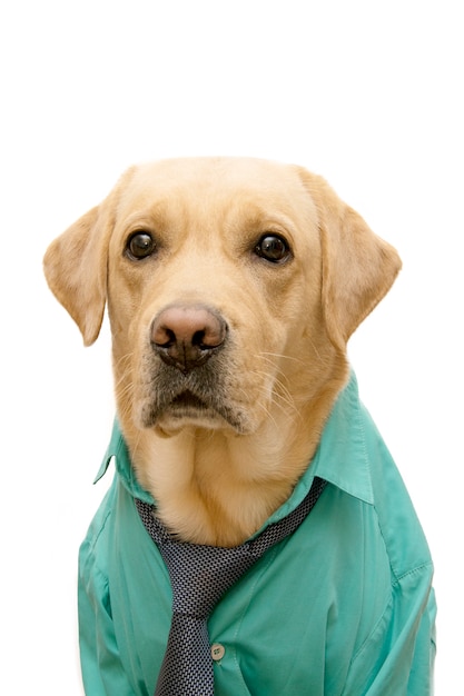 Foto portret van een labrador hond gekleed in een zakelijke stijl.