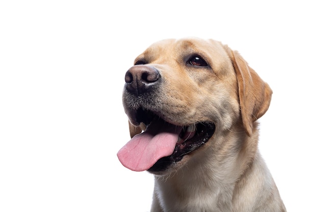 Portret van een Labrador Retriever hond op een afgelegen witte achtergrond Hij is erg vrolijk en gelukkig