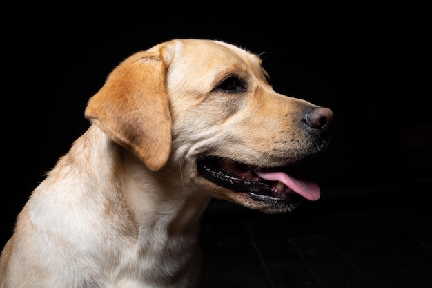 Portret van een Labrador Retriever-hond op een geïsoleerde zwarte achtergrond