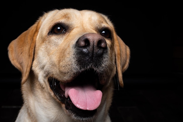 Portret van een Labrador Retriever-hond op een geïsoleerde zwarte achtergrond