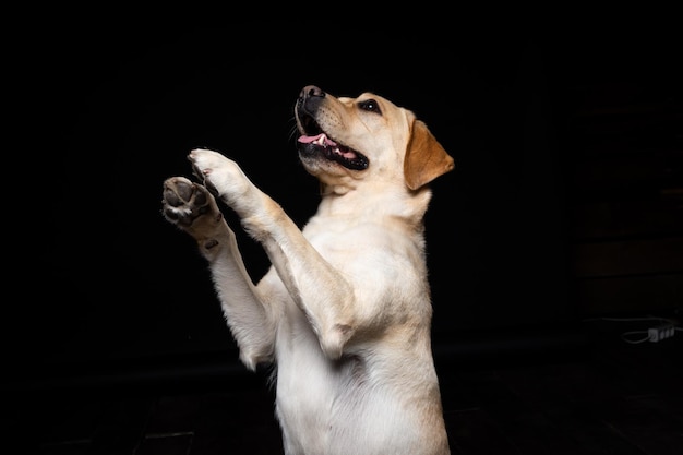 Portret van een Labrador Retriever-hond op een geïsoleerde zwarte achtergrond