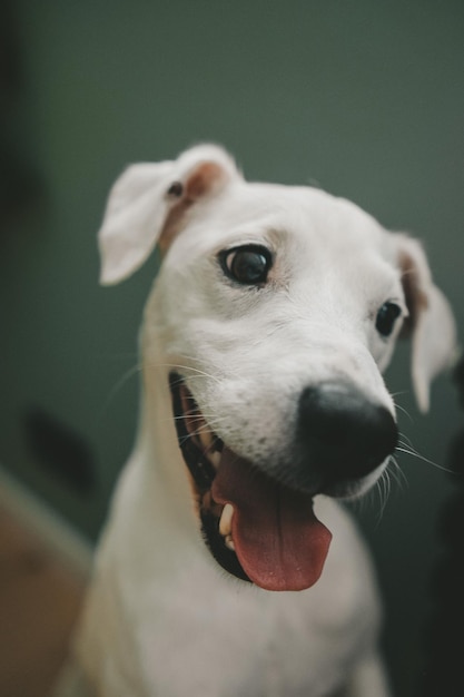 portret van een lachende hond close-up