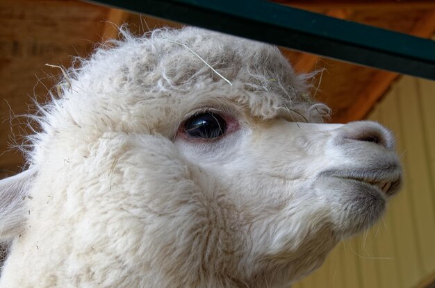 Portret van een lama op een boerderij