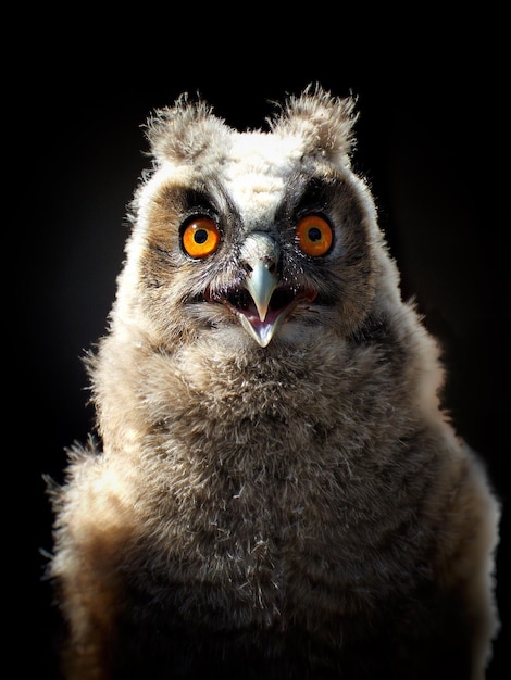 Portret van een langoorige uil tegen een zwarte achtergrond