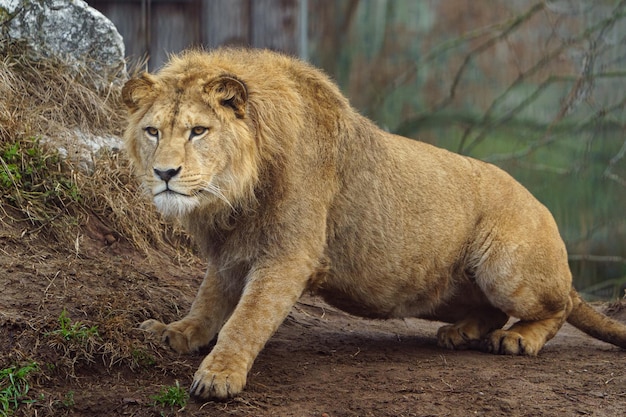 Foto portret van een leeuw in de dierentuin