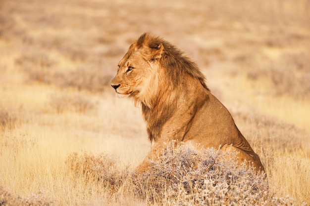 Portret van een leeuw in profiel Etosha National Park Namibië