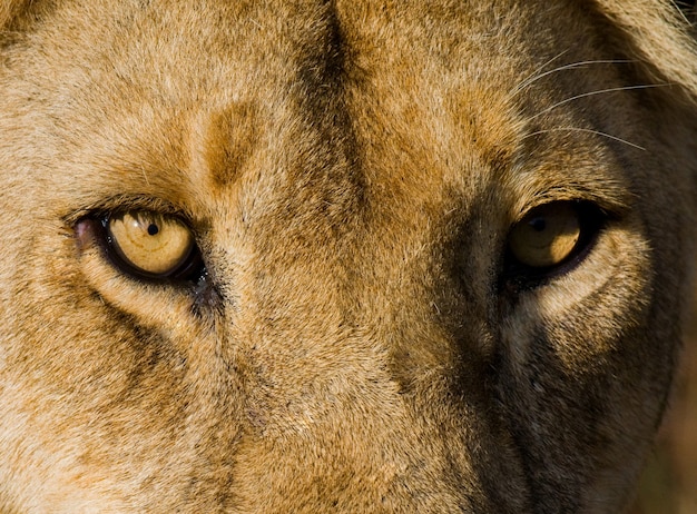 Portret van een leeuwin. Detailopname. Kenia. Tanzania. Masai Mara. Serengeti.