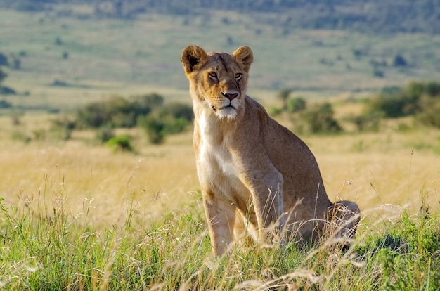 Portret van een leeuwin. Nationaal park Masai Mara. Kenia