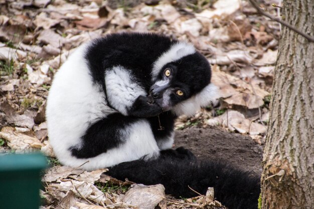 Portret van een lemur op het veld