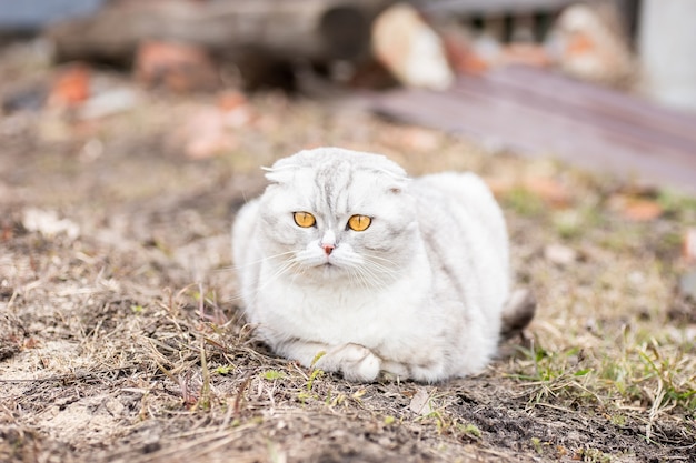 Portret van een lief zittend kitten