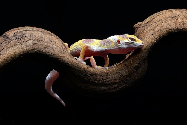 Portret van een luipaardgekko (Eublepharis macularius)