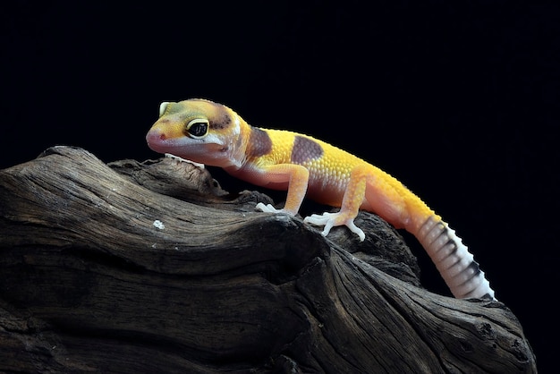 Portret van een luipaardgekko op zwarte achtergrond